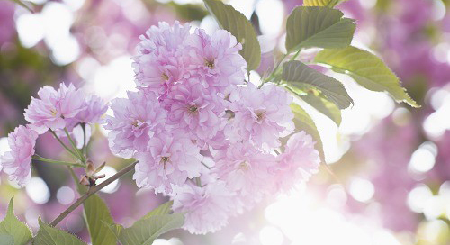 FIOR DI PRIMAVERA